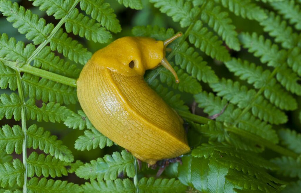 banana slug on a fern plant