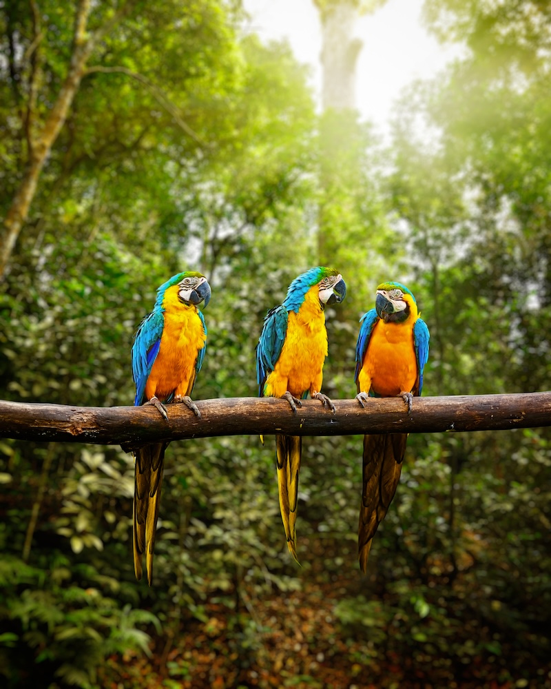 amazon rain forest parrots