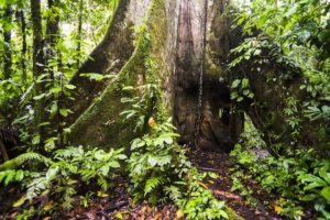 why the earth needs the amazon rain forest